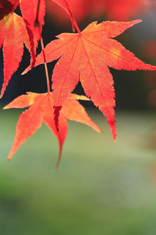 无人,竖图,室外,特写,白天,正面,旅游,度假,美景,秋季,叶子,长野县,日本,亚洲,四片,朦胧,模糊,景观,枫叶,枯叶,落叶,娱乐,黄色,红色,自然,享受,休闲,景色,放松,枫树叶,自然风光,东亚,本州,本州岛,日本国,中部地方,长野,松本市,叶,叶片,秋,秋天,彩图