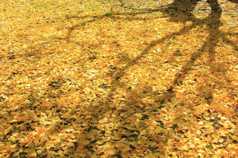 无人,横图,俯视,室外,白天,旅游,度假,美景,秋季,植物,银杏树,叶子,长野县,日本,亚洲,许多,阴影,光线,影子,景观,枯叶,落叶,草药,药草,娱乐,中药,树,树木,树叶,黄色,绿色,阳光,自然,享受,休闲,银杏叶,景色,放松,生长,成长,自然风光,药材,中草药,东亚,中药材,本草,本州,本州岛,日本国,中部地方,长野,白果叶,鸭脚树,松本市,叶,叶片,秋,秋天,公孙树,彩图,高角度拍摄