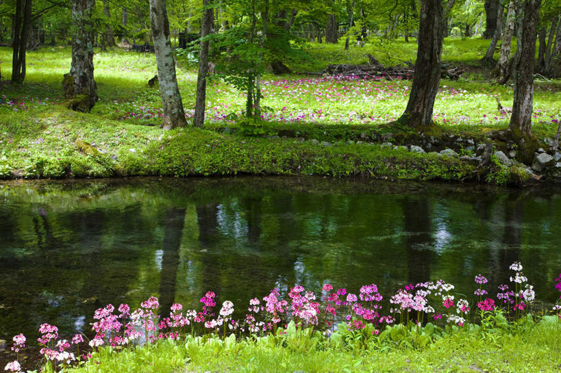 无人,横图,室外,白天,正面,旅游,度假,草地,湖,湖泊,花海,花圃,美景,水,植物,报春花,叶子,日本,亚洲,许多,阴影,波纹,盛开,光线,影子,湖面,景观,水流,水面,涟漪,倒下,花蕾,娱乐,草,花,花瓣,花朵,花卉,鲜花,树干,绿色,紫色,水纹,阳光,自然,波浪,湖水,花丛,花束,花田,花苞,花蕊,享受,休闲,景色,放松,自然风光,东亚,本州,关东地方,本州岛,日本国,栃木,栃木县,水晕,樱草,年景花,四季报春,彩图
