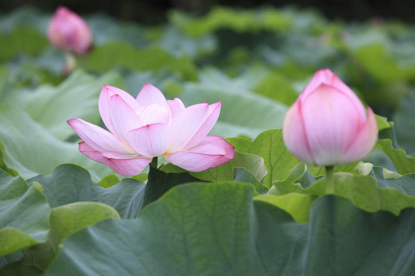 无人,横图,俯视,室外,特写,白天,旅游,度假,纯洁,美景,莲花,叶子,东京,日本,亚洲,三朵,许多,朦胧,模糊,盛开,景观,荷叶,绿叶,花蕾,娱乐,花,花瓣,花朵,鲜花,粉色,自然,花苞,花蕊,享受,休闲,嫩叶,景色,放松,富贵,神圣,自然风光,东亚,纯净,本州,关东地方,本州岛,日本国,东京都,六月花神,正直,荷花,六月春,藕花,水芙蓉,叶,叶片,彩图,高角度拍摄