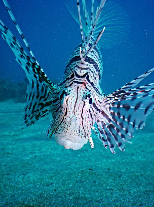 游泳,海鲜,无人,竖图,俯视,室外,白天,旅游,度假,海底,水下,海浪,海洋,美景,日本,亚洲,一条,鱼,景观,浪花,水底,娱乐,水产,鱼类,海洋生物,自然,海水,享受,休闲,景色,放松,海底世界,狮子鱼,游动,自然风光,水生动物,海产品,水生物,海景,东亚,海底动物,本州,三重县,本州岛,日本国,近畿地方,近畿,三重,蓑鮋,大海,风浪,海,海床,海水的波动,近岸浪,涌浪,半身,彩图,高角度拍摄