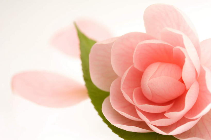 无人,横图,俯视,室内,特写,白天,白色背景,山茶花,叶子,一片,朦胧,模糊,盛开,粉红色,绿叶,花蕾,花,花瓣,花朵,鲜花,一朵,绿色,花苞,花蕊,嫩叶,摄影,影棚,玉茗花,耐冬,海石榴,茶花,叶,叶片,彩图,高角度拍摄,影棚拍摄,拍摄