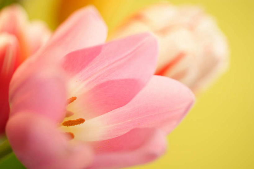 无人,横图,俯视,室内,特写,白天,爱情,郁金香,黄色背景,朦胧,模糊,盛开,粉红色,祝福,花蕾,花,花瓣,花朵,鲜花,一朵,花苞,花蕊,摄影,影棚,表白,荣誉,永恒,郁香,洋荷花,草麝香,彩图,高角度拍摄,影棚拍摄,拍摄