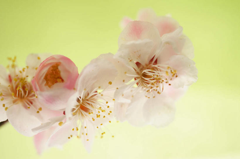 无人,横图,俯视,室内,特写,白天,三朵,黄色背景,朦胧,模糊,盛开,粉红色,梅花,花蕾,花,花瓣,花朵,鲜花,花苞,花蕊,摄影,影棚,高雅,坚强,梅,彩图,高角度拍摄,影棚拍摄,拍摄