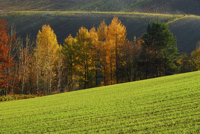 无人,横图,室外,白天,正面,旅游,度假,草地,草坪,美景,山,树林,植物,北海道,日本,亚洲,景观,山坡,娱乐,草,树,树木,黄色,红色,绿色,白色,自然,享受,休闲,景色,放松,生长,成长,自然风光,东亚,日本国,北海道地方,北海道岛,彩图