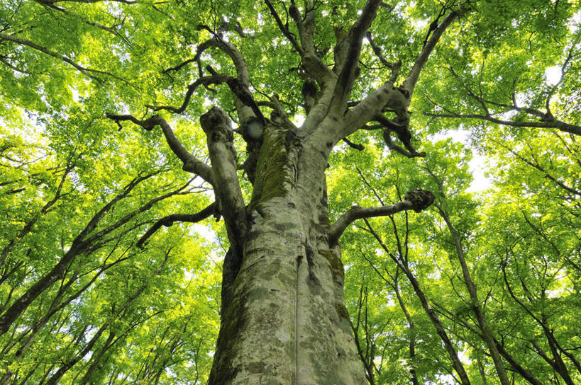 无人,横图,室外,白天,仰视,旅游,度假,美景,植物,叶子,大分县,日本,亚洲,许多,阴影,光线,影子,景观,绿叶,娱乐,树,树木,绿色,阳光,自然,享受,休闲,嫩叶,景色,放松,生长,成长,自然风光,东亚,山毛榉,日本国,九州本岛,九州,九州岛,九州地方,大分,麻栎金刚,山毛榉树,叶,叶片,彩图,低角度拍摄