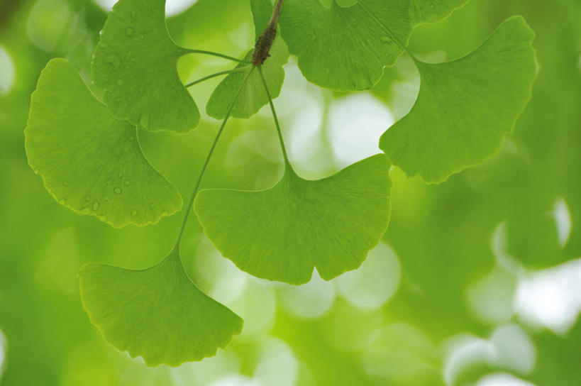 无人,横图,室外,特写,白天,仰视,旅游,度假,美景,植物,叶子,日本,亚洲,许多,朦胧,模糊,景观,草药,药草,娱乐,中药,树叶,绿色,自然,享受,休闲,银杏叶,景色,放松,自然风光,药材,中草药,东亚,中药材,本草,本州,本州岛,日本国,中国地方,白果叶,岛根,岛根县,叶片,彩图,低角度拍摄