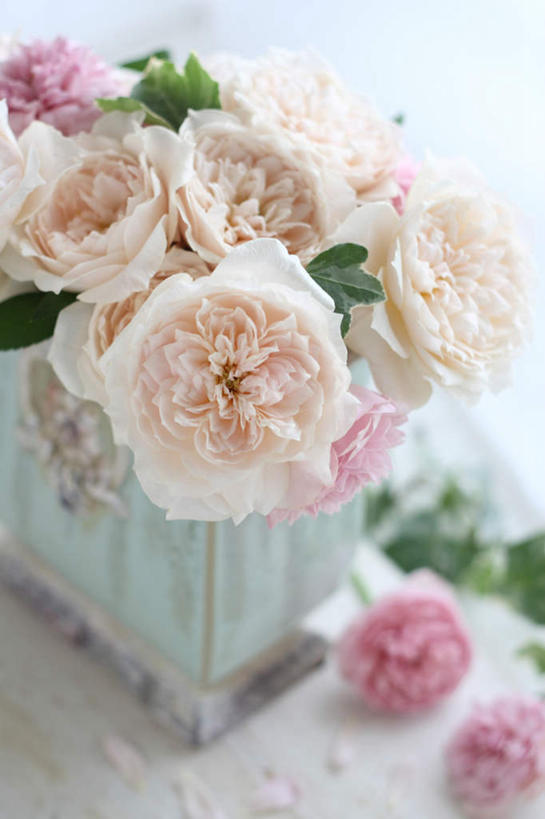 无人,竖图,俯视,室内,特写,白天,白色背景,爱情,幸福,纯洁,热情,桌子,玫瑰,花瓶,叶子,许多,阴影,朦胧,模糊,反射,影子,办公桌,绿叶,玫瑰花,浪漫,玻璃制品,玻璃瓶,瓶子,温暖,温馨,嫩叶,恩爱,摄影,影棚,和睦,感动,粉玫瑰,尊敬,天真,刺玫花,徘徊花,叶,叶片,彩图,高角度拍摄,影棚拍摄,拍摄,融洽