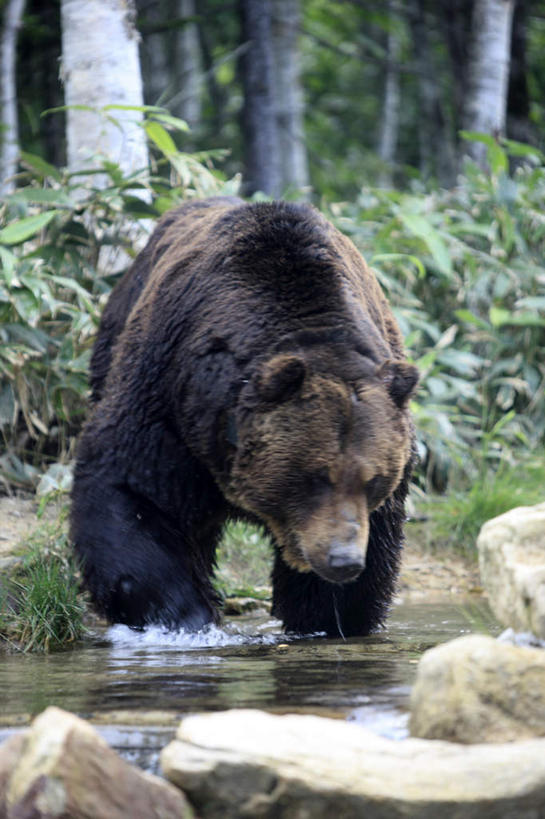 无人,站,竖图,室外,白天,正面,旅游,度假,河流,石头,美景,森林,树林,水,植物,野生动物,熊,北海道,日本,亚洲,石子,河水,景观,水流,注视,娱乐,树,树木,一只,绿色,小溪,自然,动物,溪水,低头,观察,看,站着,享受,休闲,景色,放松,生长,成长,观看,察看,关注,自然风光,凶猛,东亚,日本国,北海道地方,北海道岛,残暴,凶残,石块,棕熊,马熊,站立,彩图,全身