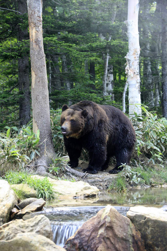 无人,站,竖图,室外,白天,正面,旅游,度假,河流,石头,美景,森林,树林,水,植物,野生动物,熊,北海道,日本,亚洲,石子,河水,景观,水流,注视,娱乐,树,树木,一只,绿色,小溪,自然,动物,溪水,观察,看,站着,享受,休闲,景色,放松,生长,成长,观看,察看,关注,自然风光,凶猛,东亚,日本国,北海道地方,北海道岛,残暴,凶残,石块,棕熊,马熊,站立,彩图,全身