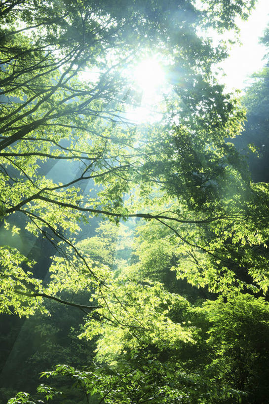 无人,竖图,室外,白天,仰视,旅游,度假,美景,森林,树林,植物,叶子,日本,亚洲,阴影,光线,影子,景观,绿叶,娱乐,树,树木,绿色,阳光,自然,享受,休闲,嫩叶,景色,放松,生长,成长,自然风光,东亚,本州,三重县,本州岛,日本国,近畿地方,近畿,三重,叶,叶片,彩图,低角度拍摄