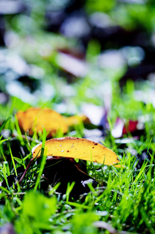 无人,竖图,室外,特写,白天,正面,旅游,度假,草地,草坪,美景,植物,日本,亚洲,朦胧,模糊,景观,娱乐,草,绿色,自然,享受,休闲,景色,放松,自然风光,东亚,本州,关东地方,本州岛,日本国,栃木,栃木县,彩图