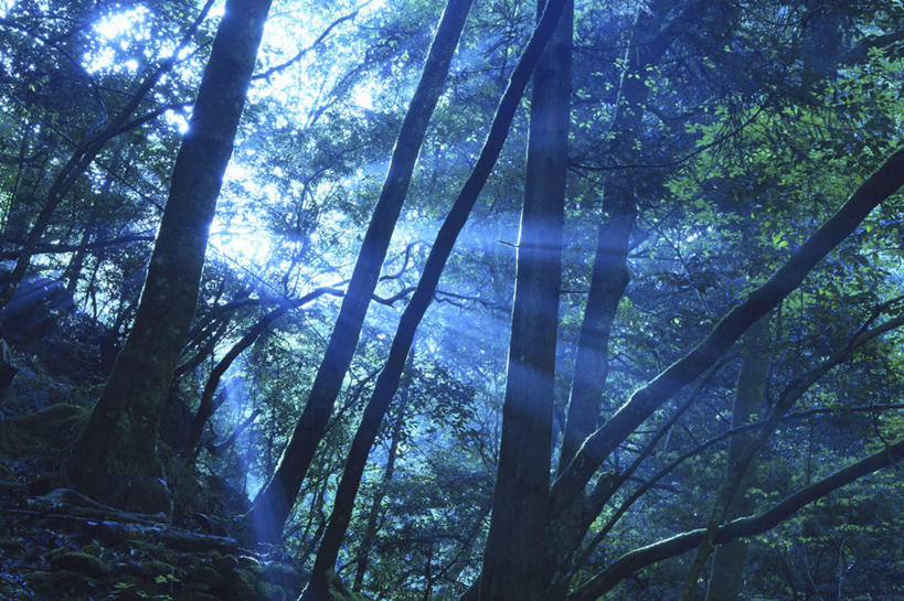 无人,横图,室外,白天,正面,旅游,度假,美景,森林,树林,植物,日本,亚洲,阴影,光线,影子,景观,娱乐,树,树木,绿色,阳光,自然,享受,休闲,景色,放松,生长,成长,自然风光,东亚,本州,三重县,本州岛,日本国,近畿地方,近畿,三重,彩图