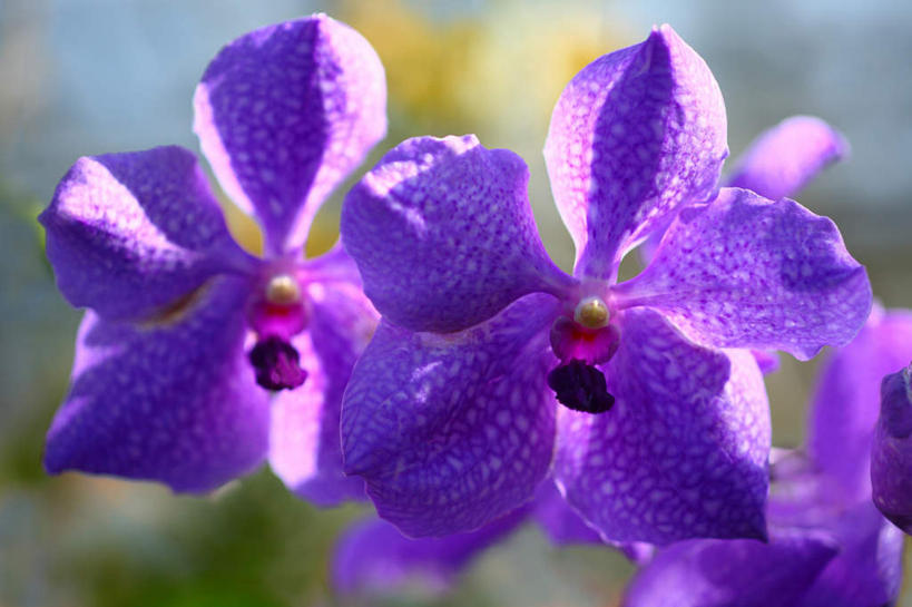 无人,横图,室外,特写,白天,正面,旅游,度假,美景,植物,日本,亚洲,许多,阴影,朦胧,模糊,盛开,光线,影子,景观,娱乐,花,花瓣,花朵,花卉,鲜花,紫色,阳光,自然,花蕊,享受,休闲,景色,放松,自然风光,东亚,本州,关东地方,本州岛,日本国,崎玉,崎玉县,万代兰,彩图