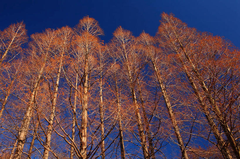无人,横图,室外,白天,仰视,旅游,度假,美景,秋季,树林,植物,东京,日本,亚洲,一排,整齐,景观,娱乐,树,树木,排列,红色,蓝色,蓝天,天空,自然,天,享受,休闲,景色,放松,生长,晴朗,成长,队列,自然风光,东亚,本州,万里无云,关东地方,本州岛,日本国,东京都,水杉,晴空,晴空万里,秋,秋天,彩图,低角度拍摄