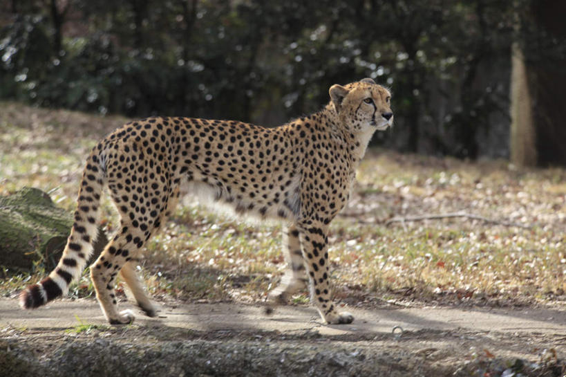 无人,走,横图,室外,白天,侧面,草地,草坪,植物,豹子,野生动物,一头,阴影,光线,影子,草,绿色,阳光,动物,金钱豹,凶猛,文豹,残暴,凶残,花豹,豹,步行,散步,走路,彩图,全身