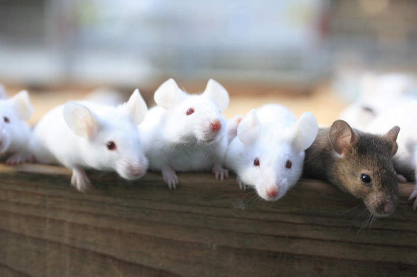 无人,横图,室外,特写,白天,正面,野生动物,老鼠,许多,阴影,朦胧,模糊,光线,细菌,木制,木盒,影子,白色,阳光,动物,木制品,容器,储藏,储存,病菌,传染,四害,耗子,半身,彩图,贮存