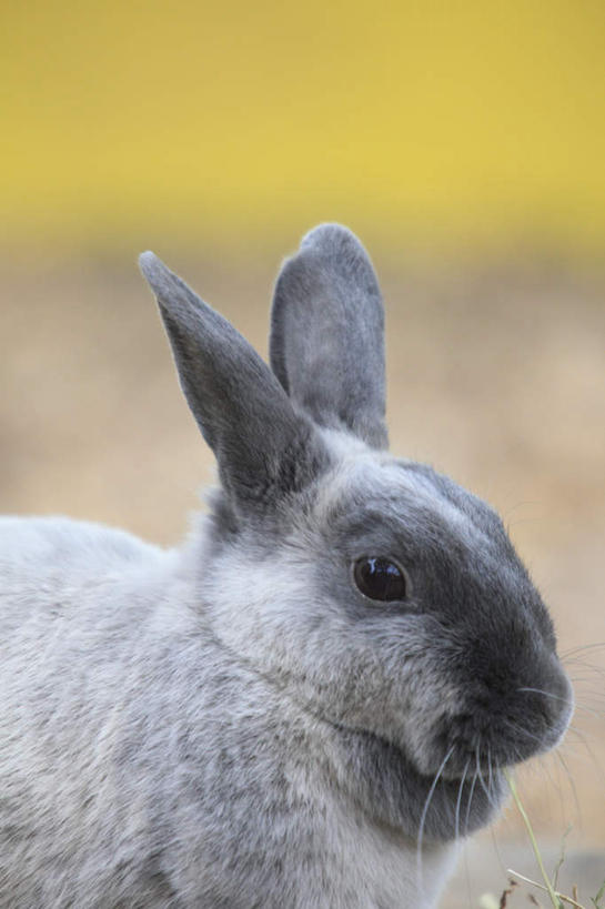 头,无人,坐,竖图,室外,特写,白天,侧面,哺乳动物,朦胧,模糊,兔子,注视,一只,动物,观察,看,观看,兔,察看,关注,头部,坐着,半身,彩图