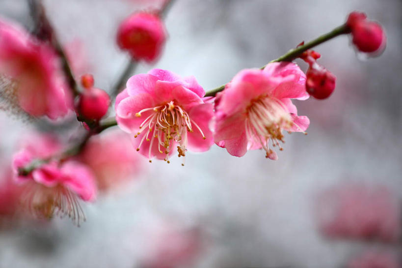 无人,横图,室外,特写,白天,正面,旅游,度假,美景,日本,亚洲,朦胧,模糊,盛开,景观,梅花,花蕾,娱乐,花,花瓣,花朵,鲜花,粉色,红色,自然,花苞,花蕊,享受,休闲,景色,放松,高雅,坚强,自然风光,东亚,本州,关东地方,本州岛,日本国,崎玉,崎玉县,梅,红梅,彩图