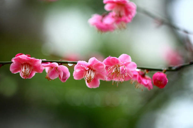 无人,横图,室外,特写,白天,正面,旅游,度假,美景,日本,亚洲,朦胧,模糊,盛开,景观,梅花,花蕾,娱乐,花,花瓣,花朵,鲜花,粉色,红色,自然,花苞,花蕊,享受,休闲,景色,放松,高雅,坚强,自然风光,东亚,本州,关东地方,本州岛,日本国,崎玉,崎玉县,梅,红梅,彩图