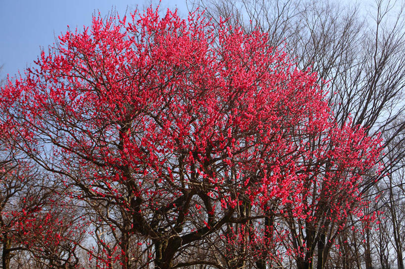 无人,横图,室外,特写,白天,仰视,旅游,度假,美景,树林,植物,日本,亚洲,许多,朦胧,模糊,盛开,景观,梅花,花蕾,娱乐,花,花瓣,花朵,鲜花,树,树木,红色,蓝色,绿色,蓝天,天空,自然,天,花苞,花蕊,享受,休闲,景色,放松,生长,晴朗,成长,高雅,坚强,自然风光,东亚,本州,万里无云,关东地方,本州岛,日本国,崎玉,崎玉县,梅,晴空,晴空万里,红梅,彩图,低角度拍摄