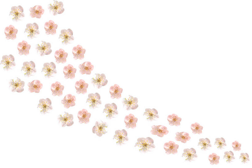 无人,横图,俯视,室内,特写,白天,白色背景,一排,许多,整齐,并列,并排,盛开,梅花,很多,花蕾,花,花瓣,花朵,鲜花,排列,粉色,花苞,花蕊,摄影,影棚,高雅,坚强,队列,平行,春梅,梅,彩图,高角度拍摄,影棚拍摄,拍摄