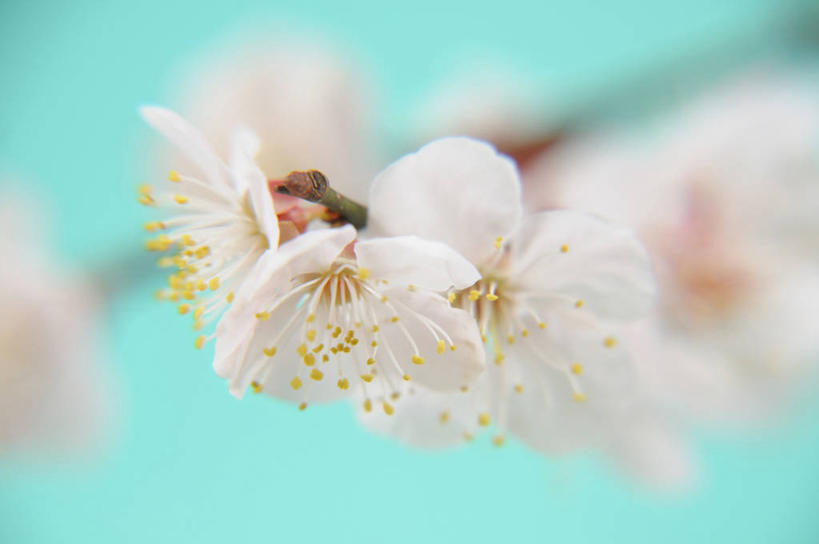 无人,横图,室外,特写,白天,正面,美景,植物,朦胧,模糊,盛开,景观,梅花,枝条,花蕾,花,花瓣,花朵,鲜花,树,树木,树枝,粉色,绿色,自然,花苞,花蕊,景色,生长,成长,高雅,坚强,自然风光,虬枝,枝杈,春梅,梅,彩图