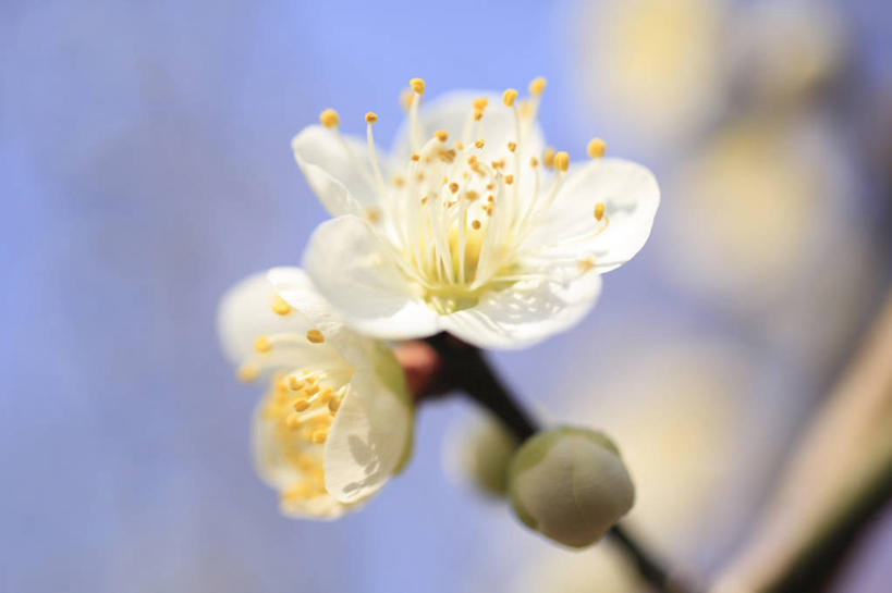 无人,横图,室外,特写,白天,正面,美景,阴影,朦胧,模糊,光线,影子,景观,梅花,枝条,树枝,蓝色,白色,蓝天,天空,阳光,自然,天,景色,晴朗,高雅,坚强,自然风光,万里无云,虬枝,枝杈,春梅,梅,晴空,晴空万里,彩图