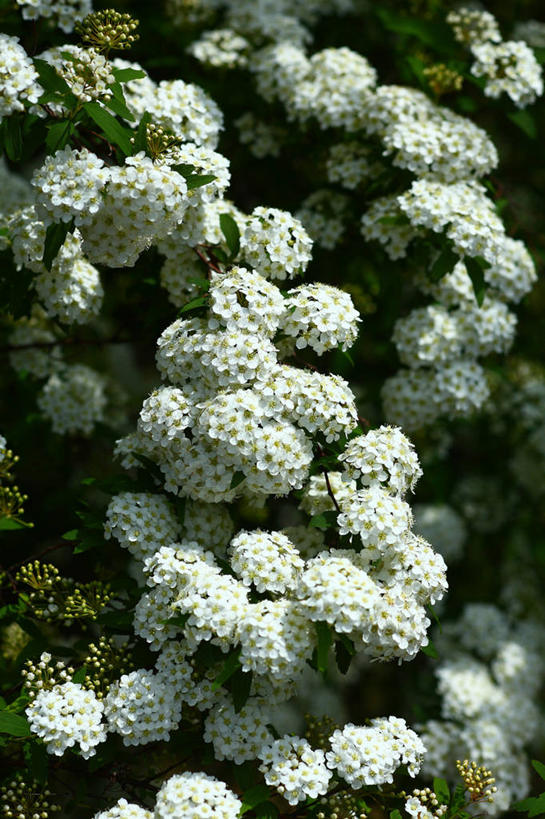 无人,竖图,室外,特写,白天,正面,花海,花圃,美景,植物,绣线菊,叶子,许多,阴影,盛开,光线,影子,景观,很多,花蕾,花,花瓣,花朵,花卉,鲜花,绿色,白色,阳光,自然,花丛,花束,花田,花苞,花蕊,祈福,景色,自然风光,努力,蚂蝗梢,彩图