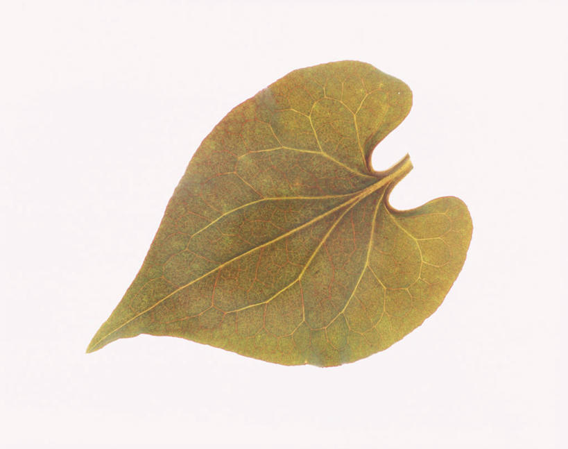 无人,横图,室内,特写,白天,白色背景,正面,叶子,一片,纹路,纹理,摄影,影棚,肌理,叶,叶片,彩图,影棚拍摄,拍摄