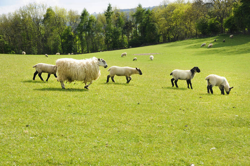无人,农场,站,吃,横图,室外,白天,侧面,旅游,度假,畜牧业,牧场,草地,草坪,美景,植物,羊,英国,欧洲,许多,景观,注视,娱乐,英格兰,草,树,树木,蓝色,绿色,蓝天,天空,自然,动物,天,低头,观察,看,站着,享受,休闲,家畜,景色,放松,牲畜,生长,晴朗,成长,观看,察看,西欧,关注,自然风光,大不列颠,畜牧,大不列颠及北爱尔兰联合王国,万里无云,牧业,英吉利,坎布里亚,坎布里亚郡,晴空,晴空万里,绵羊,嚼,食,站立,彩图,全身,行政区,大不列颠王国,大英帝国,联合王国,日不落帝国,西北英格兰
