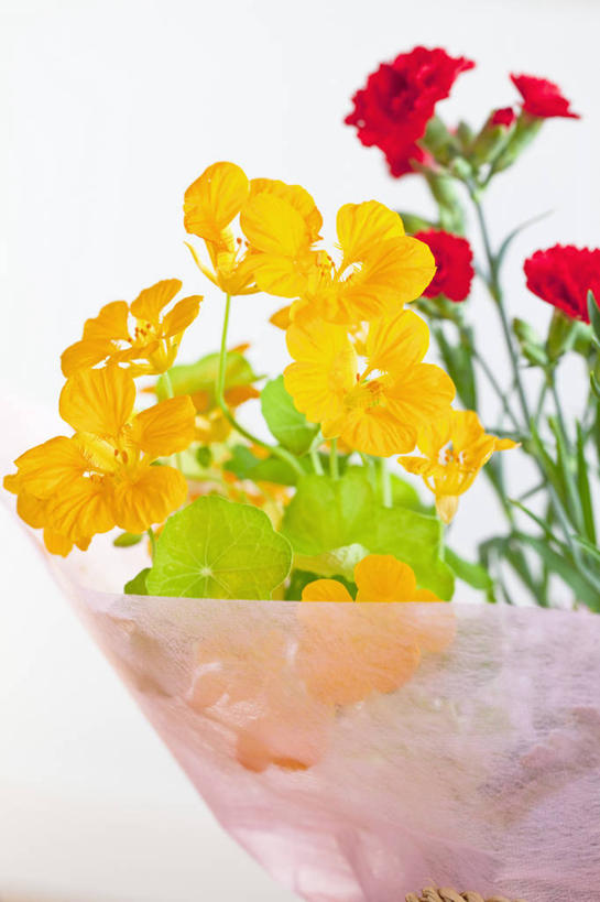 无人,竖图,室内,特写,白天,白色背景,正面,智慧,阴影,艺术,盛开,反射,包装,包装纸,影子,纸,纸张,花蕾,文化,花,花瓣,花朵,鲜花,黄色,红色,插花,花苞,花蕊,摄影,影棚,插花艺术,包装材料,创造,创作,想象,旱金莲,金莲花,寒金莲,旱荷,旱莲花,金钱莲,大红雀,旱荷花,彩图,影棚拍摄,拍摄,玻璃纸