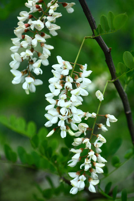 无人,竖图,室外,特写,白天,正面,友谊,美景,植物,叶子,阴影,朦胧,模糊,盛开,光线,影子,景观,绿叶,枝条,花蕾,花,花瓣,花朵,鲜花,树,树木,树枝,绿色,阳光,自然,花苞,花蕊,嫩叶,景色,洋槐,生长,成长,刺槐,自然风光,刺槐花,虬枝,枝杈,友情,叶,叶片,彩图,胡藤,洋槐花