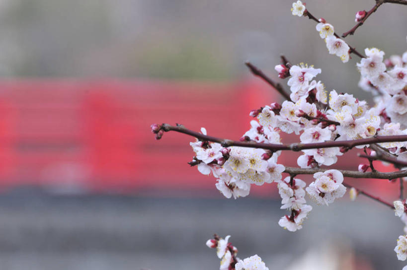 无人,横图,室外,特写,白天,正面,美景,植物,阴影,朦胧,模糊,盛开,光线,影子,景观,梅花,花蕾,花,花瓣,花朵,鲜花,树,树木,粉色,绿色,阳光,自然,花苞,花蕊,景色,生长,成长,高雅,坚强,自然风光,春梅,梅,彩图