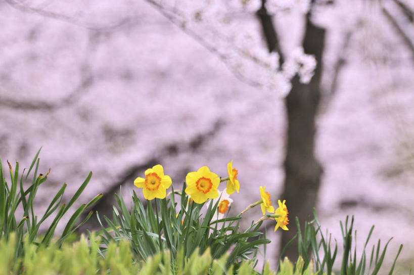 无人,横图,室外,特写,白天,正面,幸福,纯洁,花海,花圃,美景,植物,水仙花,樱花,叶子,朦胧,模糊,盛开,景观,花蕾,花,花瓣,花朵,花卉,鲜花,树,树木,粉色,黄色,绿色,自然,花丛,花束,花田,花苞,花蕊,景色,生长,成长,等待,生命,自然风光,金盏银台,玉玲珑,女史花,雅蒜,天蒜,仙樱花,福岛樱,青肤樱,高尚,热烈,黄水仙,凌波仙子,水仙,天葱,五色水仙,洋水仙,荆桃,彩图