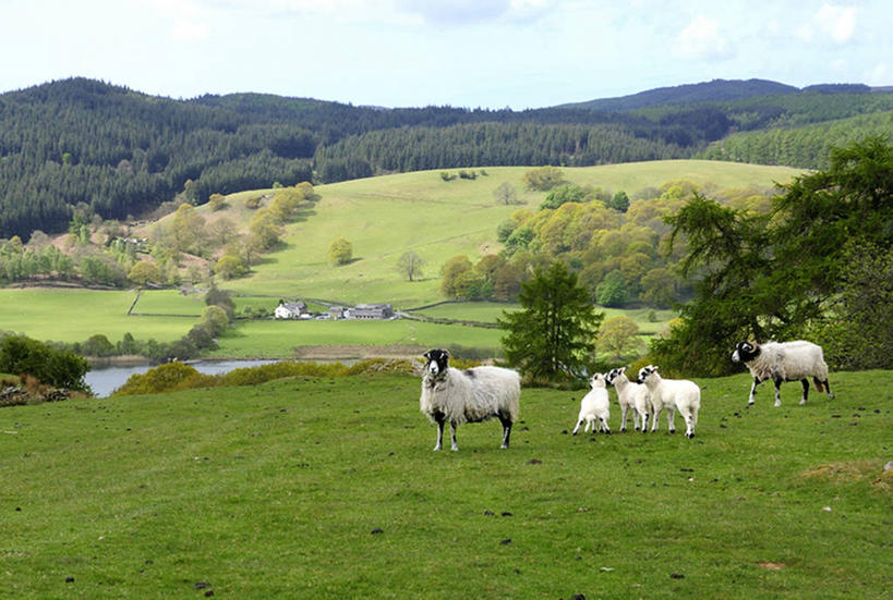 无人,站,横图,室外,白天,正面,旅游,度假,草地,草坪,美景,山,山脉,植物,羊,英国,欧洲,景观,山峰,山峦,注视,娱乐,英格兰,草,树,树木,绿色,天空,自然,动物,群山,天,观察,看,站着,享受,休闲,家畜,景色,放松,牲畜,生长,五只,成长,观看,察看,西欧,关注,自然风光,大不列颠,大不列颠及北爱尔兰联合王国,英吉利,坎布里亚,坎布里亚郡,绵羊,站立,彩图,全身,行政区,大不列颠王国,大英帝国,联合王国,日不落帝国,西北英格兰