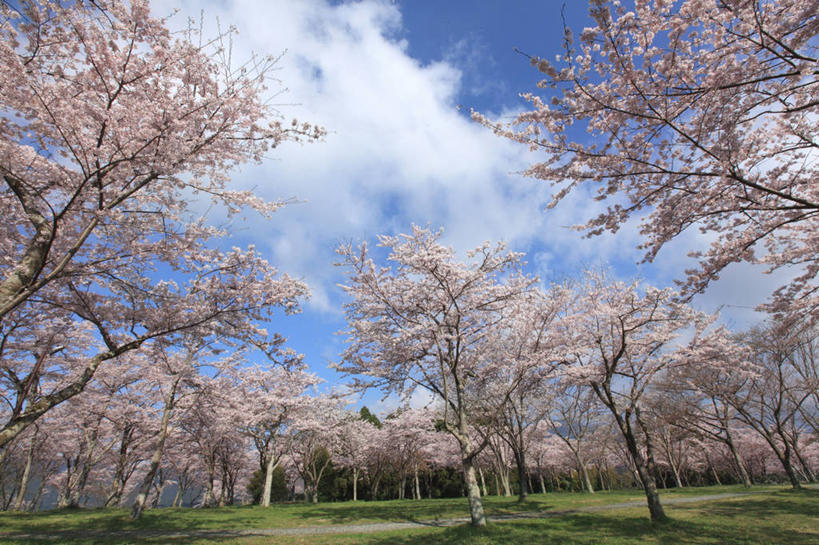 无人,横图,室外,白天,仰视,旅游,度假,幸福,纯洁,草地,草坪,美景,树林,植物,樱花,静冈县,日本,亚洲,许多,阴影,盛开,光线,影子,景观,云,云朵,花蕾,云彩,娱乐,草,花,花瓣,花朵,鲜花,树,树木,粉色,蓝色,绿色,白云,蓝天,天空,阳光,自然,天,花苞,花蕊,享受,休闲,景色,放松,生长,晴朗,成长,等待,生命,自然风光,东亚,本州,本州岛,日本国,中部地方,静冈,富士宫,仙樱花,福岛樱,青肤樱,高尚,热烈,晴空,荆桃,彩图,低角度拍摄