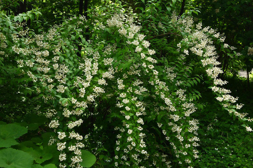 无人,横图,室外,特写,白天,正面,骄傲,美景,植物,八仙花,叶子,阴影,朦胧,模糊,盛开,光线,影子,景观,绿叶,枝条,花蕾,花,花瓣,花朵,鲜花,树,树木,树枝,绿色,阳光,自然,花苞,花蕊,绣球花,嫩叶,景色,生长,成长,紫阳花,洋绣球,自然风光,草绣球,斗球,七变化,粉团花,善变,虬枝,枝杈,叶,叶片,彩图,日本绣球,齿叶溲疏