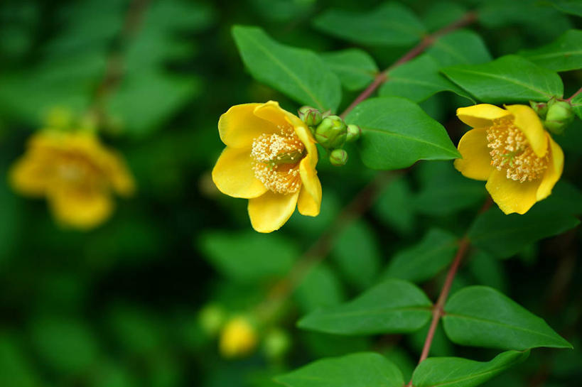 无人,横图,俯视,室外,特写,白天,美景,叶子,三朵,阴影,朦胧,模糊,盛开,光线,影子,景观,绿叶,花蕾,花,花瓣,花朵,金丝桃,鲜花,黄色,阳光,自然,花苞,花蕊,嫩叶,景色,自然风光,弟切草,土连翘,金丝梅,复仇,叶,叶片,彩图,高角度拍摄,断痔果,芒种花,云南连翘