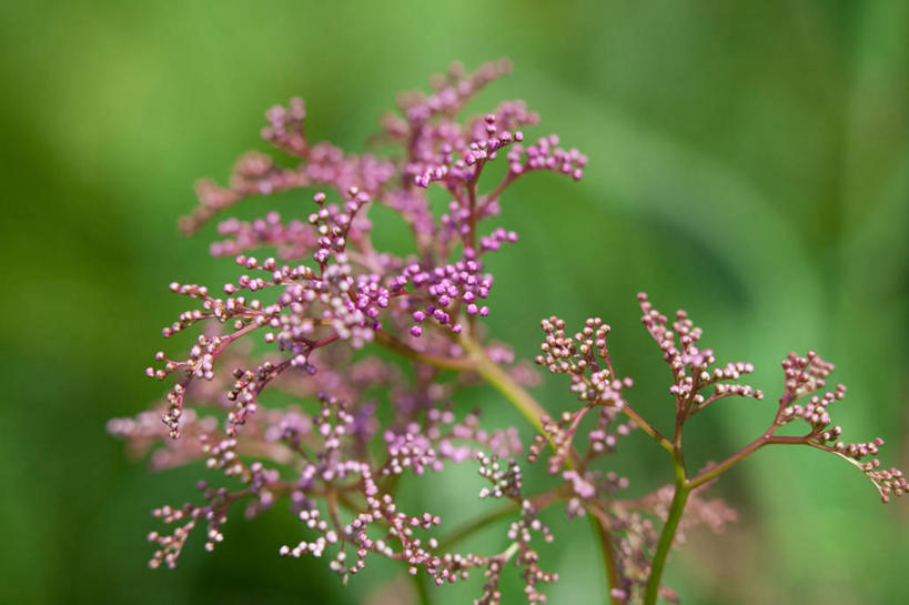 无人,横图,室外,特写,白天,正面,美景,绣线菊,阴影,朦胧,模糊,盛开,光线,影子,景观,花蕾,花,花瓣,花朵,鲜花,粉色,阳光,自然,花苞,花蕊,祈福,景色,自然风光,努力,蚂蝗梢,彩图