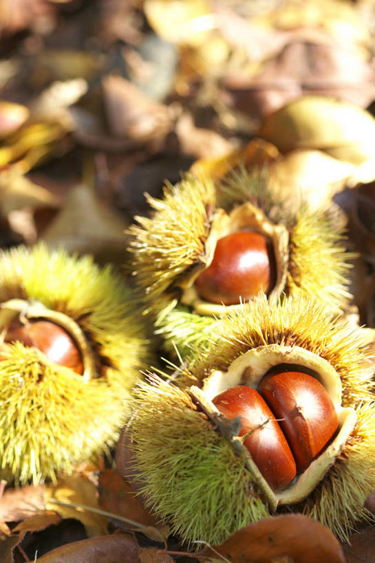 无人,竖图,俯视,室外,特写,白天,叶子,阴影,朦胧,模糊,光线,影子,板栗,栗子,坚果,枯叶,绿叶,落叶,种子,毛栗子,三个,阳光,嫩叶,外壳,锋利,尖锐,尖利,毛栗,栗果,栗楔,犀利,叶,叶片,彩图,高角度拍摄