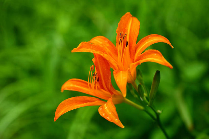 无人,横图,室外,特写,白天,正面,美景,萱草,东京,日本,亚洲,阴影,朦胧,模糊,盛开,光线,影子,景观,花蕾,花,花瓣,花朵,鲜花,两朵,阳光,自然,花苞,花蕊,橙色,景色,千代田区,自然风光,东亚,本州,关东地方,本州岛,日本国,东京都,疗愁,萱草花,宜男,忘忧草,金针菜,黄花菜,黄花,彩图