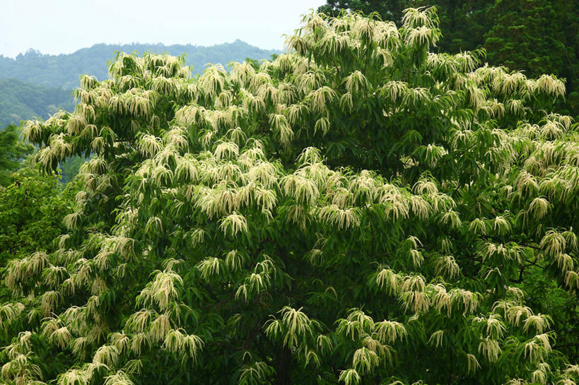 无人,横图,室外,白天,正面,美景,山,山脉,树林,植物,日本,亚洲,阴影,光线,影子,景观,山峰,板栗树,山峦,树,树木,绿色,天空,阳光,自然,群山,天,景色,生长,成长,自然风光,东亚,本州,关东地方,本州岛,日本国,崎玉,崎玉县,彩图,栗子树