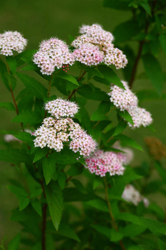 无人,竖图,室外,特写,白天,正面,美景,绣线菊,东京,日本,亚洲,许多,阴影,朦胧,模糊,盛开,光线,影子,景观,花蕾,花,花瓣,花朵,鲜花,粉色,白色,阳光,自然,花苞,花蕊,祈福,景色,千代田区,自然风光,努力,东亚,本州,关东地方,本州岛,日本国,东京都,蚂蝗梢,彩图