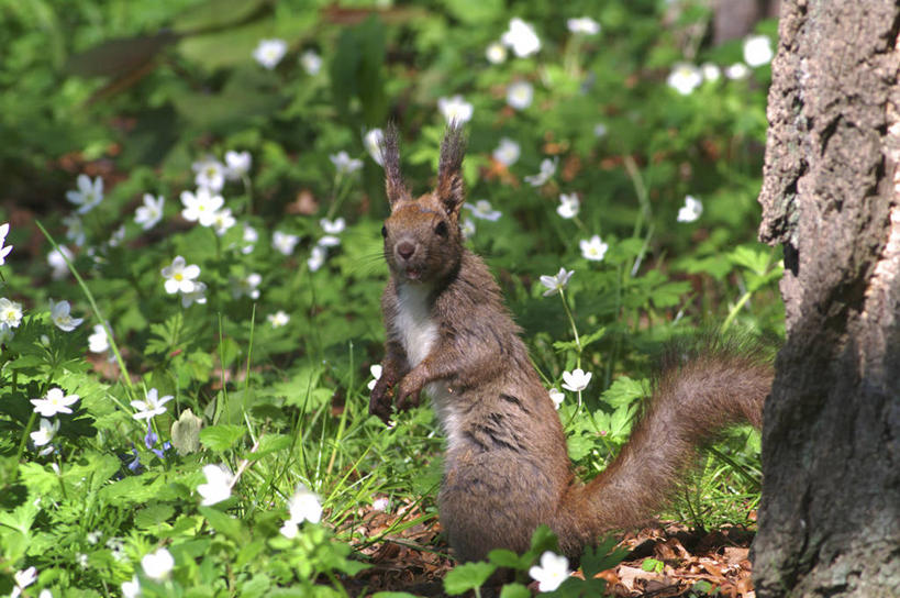 无人,站,横图,室外,白天,侧面,草地,草坪,花海,花圃,美景,植物,野生动物,叶子,北海道,日本,亚洲,许多,阴影,朦胧,模糊,盛开,光线,影子,景观,花蕾,扭头,注视,草,花,花瓣,花朵,花卉,鲜花,树,树木,一只,绿色,白色,阳光,自然,动物,花丛,花束,花田,花苞,花蕊,松鼠,观察,看,站着,转头,景色,可爱,活泼,生长,成长,观看,察看,关注,自然风光,东亚,日本国,北海道地方,北海道岛,红松鼠,站立,彩图,全身,鹅掌草,林荫银莲花,蜈蚣三七