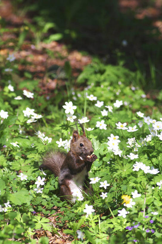 无人,站,竖图,室外,特写,白天,正面,草地,草坪,美景,植物,野生动物,北海道,日本,亚洲,许多,阴影,模糊,光线,影子,景观,注视,草,一只,绿色,白色,阳光,自然,动物,松鼠,观察,看,站着,景色,可爱,活泼,观看,察看,关注,自然风光,东亚,日本国,北海道地方,北海道岛,红松鼠,站立,彩图,全身,鹅掌草,林荫银莲花,蜈蚣三七