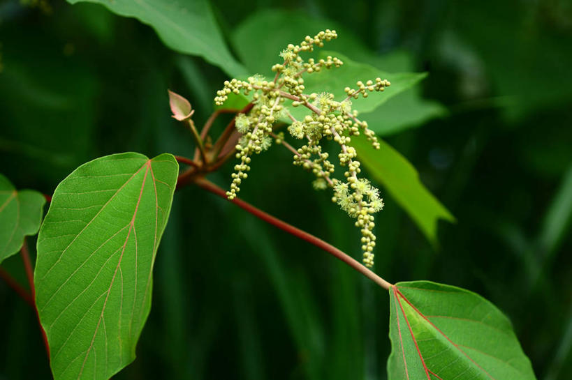 无人,横图,室外,特写,白天,正面,美景,叶子,许多,阴影,朦胧,模糊,盛开,光线,影子,景观,绿叶,花蕾,花,花瓣,花朵,鲜花,黄色,阳光,自然,花苞,花蕊,嫩叶,景色,自然风光,野桐,叶,叶片,彩图