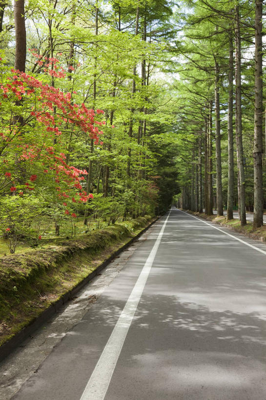 无人,竖图,室外,白天,正面,消失点,旅游,度假,草地,草坪,花海,花圃,美景,树林,植物,道路,路,公路,杜鹃花,叶子,北海道,日本,亚洲,许多,阴影,盛开,光线,影子,景观,分界线,杜鹃,停车线,交通,很多,花蕾,娱乐,草,花,花瓣,花朵,花卉,鲜花,树,树木,红色,绿色,阳光,自然,花丛,花束,花田,花苞,花蕊,享受,休闲,景色,放松,生长,成长,车行道,车行道分界线,喜悦,克制,自然风光,标线,东亚,车行线,日本国,北海道地方,北海道岛,红杜鹃,满山红,清明花,清时,山踯躅,红踯躅,节制,欣喜,山石榴,映山红,马路,彩图,没影点,灭点,空知支厅,空知综合振兴局,振兴局,三笠市,道央