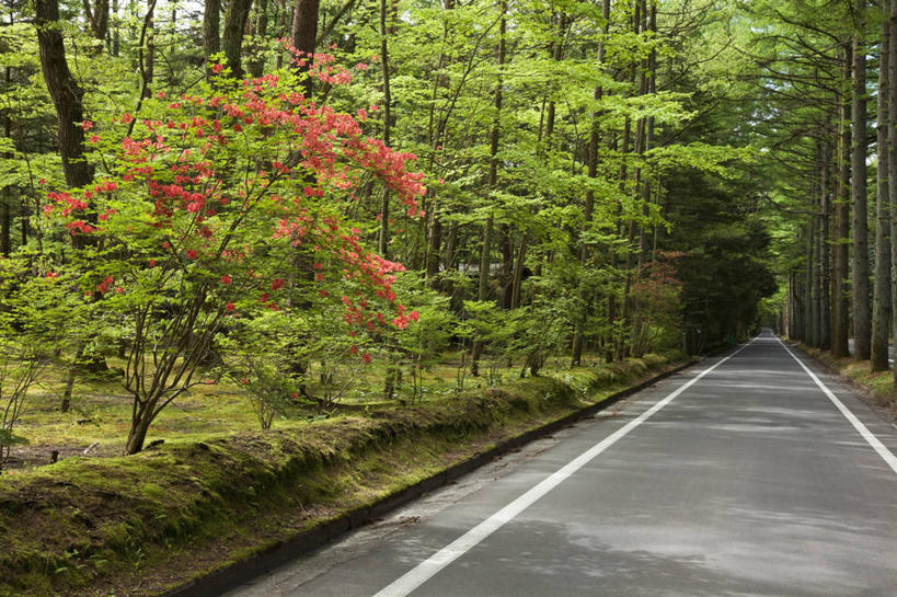 无人,横图,室外,白天,正面,消失点,旅游,度假,草地,草坪,花海,花圃,美景,树林,植物,道路,路,公路,杜鹃花,叶子,北海道,日本,亚洲,许多,阴影,盛开,光线,影子,景观,分界线,杜鹃,停车线,交通,很多,花蕾,娱乐,草,花,花瓣,花朵,花卉,鲜花,树,树木,红色,绿色,阳光,自然,花丛,花束,花田,花苞,花蕊,享受,休闲,景色,放松,生长,成长,车行道,车行道分界线,喜悦,克制,自然风光,标线,东亚,车行线,日本国,北海道地方,北海道岛,红杜鹃,满山红,清明花,清时,山踯躅,红踯躅,节制,欣喜,山石榴,映山红,马路,彩图,没影点,灭点,空知支厅,空知综合振兴局,振兴局,三笠市,道央