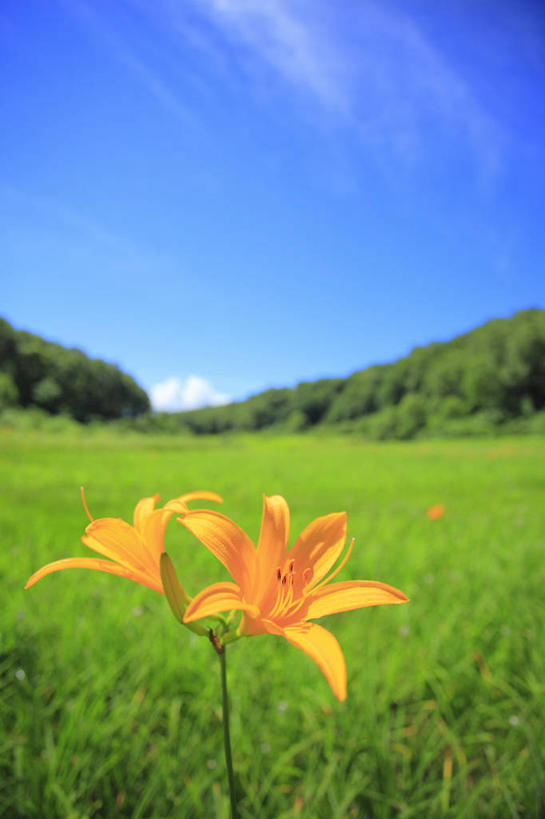 无人,竖图,室外,白天,正面,旅游,度假,草地,草坪,美景,树林,植物,萱草,长野县,日本,亚洲,阴影,朦胧,模糊,盛开,光线,影子,景观,云,云朵,花蕾,云彩,娱乐,草,花,花瓣,花朵,鲜花,树,树木,两朵,蓝色,绿色,白云,蓝天,天空,阳光,自然,天,花苞,花蕊,享受,休闲,景色,放松,生长,晴朗,成长,自然风光,东亚,本州,本州岛,日本国,中部地方,长野,疗愁,萱草花,宜男,晴空,忘忧草,金针菜,黄花菜,黄花,彩图,大苞萱草,大花萱草